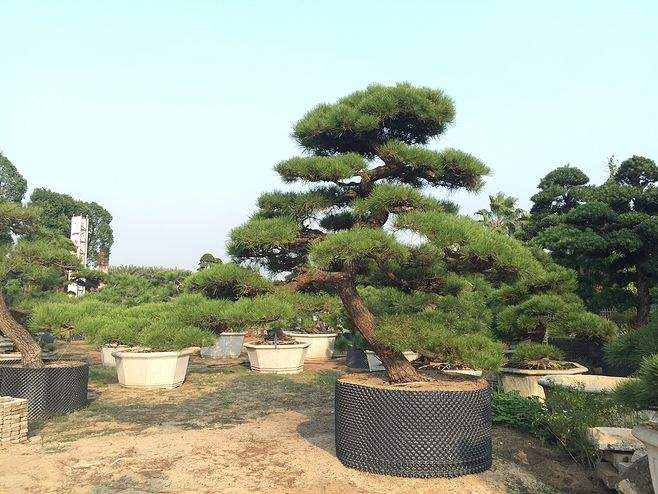造型黑松